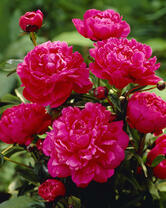 Без бренда «2KMB-4036» в Санкт-Петербурге