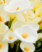 Без бренда «Белые каллы» в Санкт-Петербурге