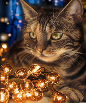 Без бренда «2KXSB-0678» в Санкт-Петербурге