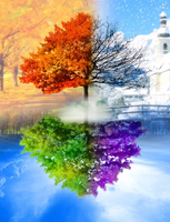 Без бренда «Четыре сезона одного дерева (10шт)» в Санкт-Петербурге