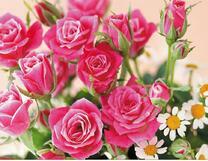 Розовые розы и белые ромашки