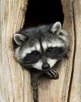 Без бренда «Енот в дупле» в Санкт-Петербурге