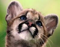 Картина по номерам «Маленький малыш пумы»