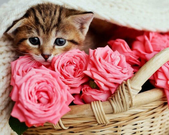 Картина по номерам 40x50 Маленький котёнок в корзине с розами
