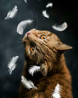 Без бренда «Кот среди перышек» в Санкт-Петербурге