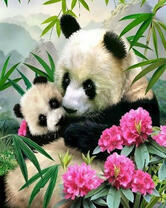 Мама-панда и ее крошка