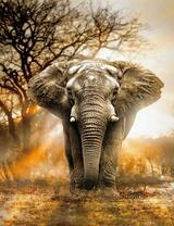 Африканский слон под деревьями