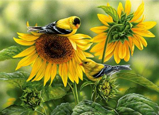 Картина по номерам 40x50 Милая птичка на цветущем подсолнухе