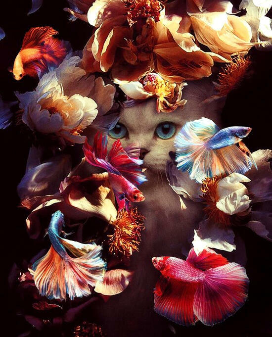 Картина по номерам 40x50 Белая кошечка и яркие рыбки
