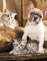 Без бренда «Милый щенок французского бульдога и два котёнка» в Санкт-Петербурге