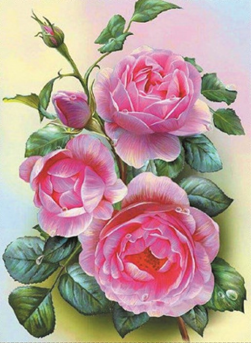Алмазная вышивка 50х65 Свежий кустик цветущей розы