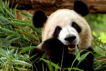 Милый панда на обеде