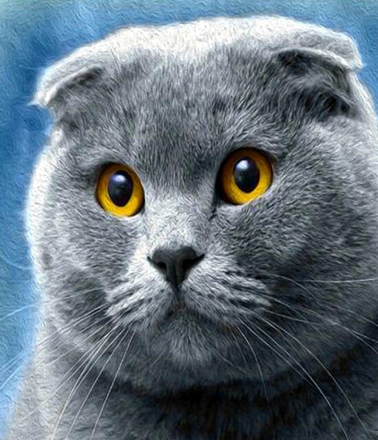 Алмазная вышивка 40х50 квадратная Серый британский котик