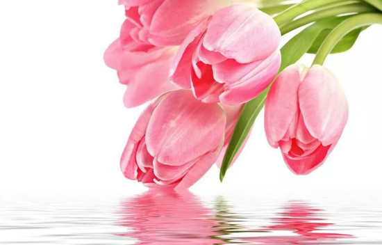 Алмазная мозаика 30x40 Нежно-розовые тюльпаны над водной гладью