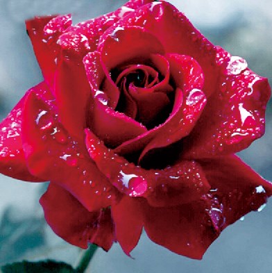 Алмазная мозаика 25x25 Красивый цветок розы в каплях росы