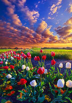 Без бренда «Поле тюльпанов под облачным небом» в Санкт-Петербурге в интернет-магазине в Санкт-Петербурге Без бренда «Поле тюльпанов под облачным небом» в Санкт-Петербурге