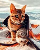 Кошка и ежик на фоне гор