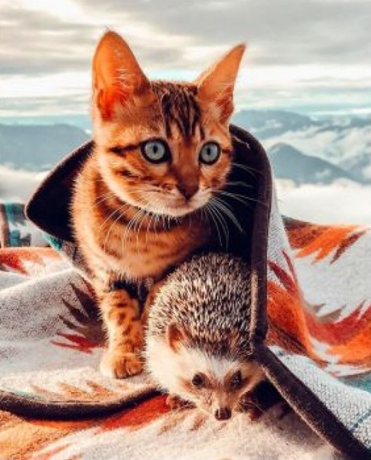 Картина по номерам 40x50 Кошка и ежик на фоне гор