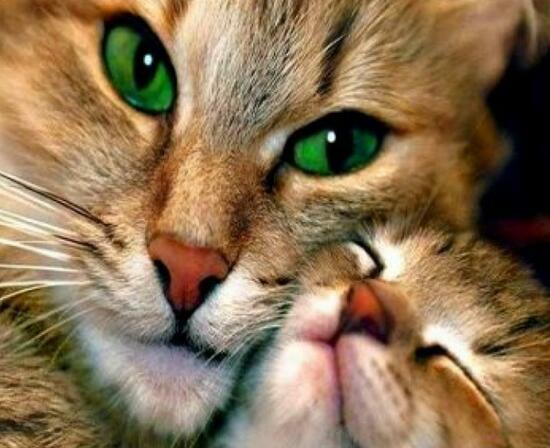 Картина по номерам 40x50 Зеленоглазая кошка и ее котёнок
