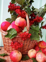 Корзина с калиной и яблоками